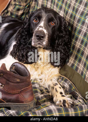 English Springer Spaniel Portrait Stock Photo
