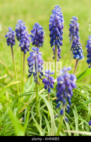 Blue Grape hyacinth in flower Muscari racemosum Stock Photo