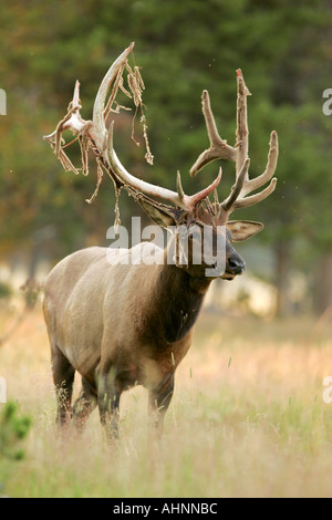 Bull elk shedding velvet off antlers in late summer Stock Photo