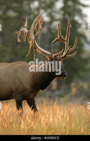 Bull elk shedding velvet off antlers in late summer Stock Photo