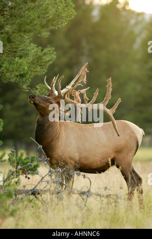 Bull elk shedding velvet off antlers in late summer Stock Photo