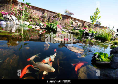 Koi pond Stock Photo