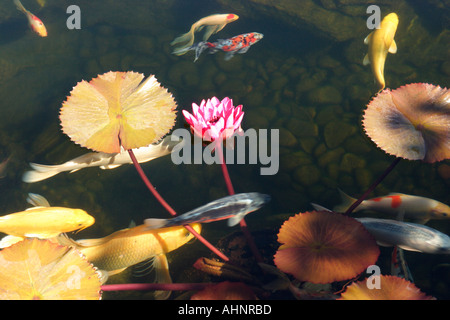 Koi pond Stock Photo
