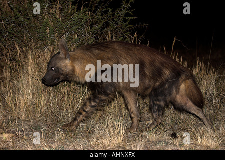 Brown hyena (wild) Stock Photo