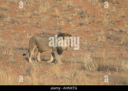 Black-maned African Lion walking in the Kalahari desert Stock Photo