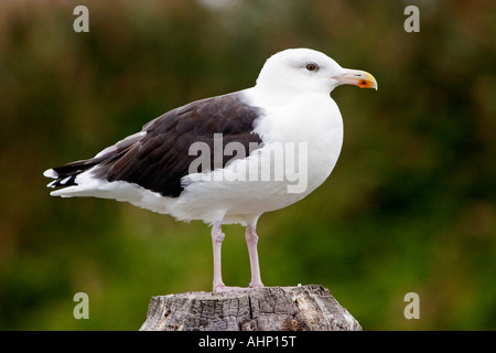 Great Black backed Gull standing on piling Point Pleasant NJ USA Stock Photo