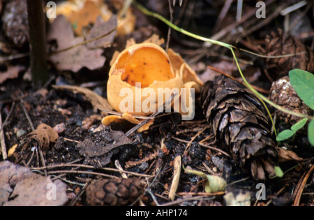 Cup fungus Peziza repanda Donkey's ears Stock Photo