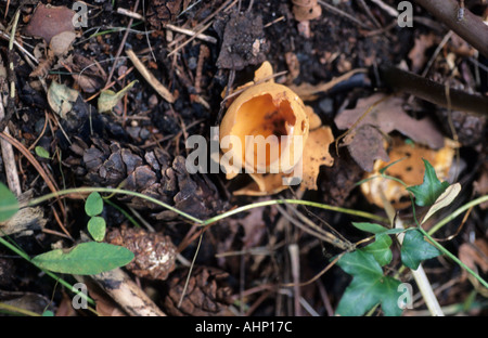 Cup fungus Peziza repanda Donkey s ears Stock Photo