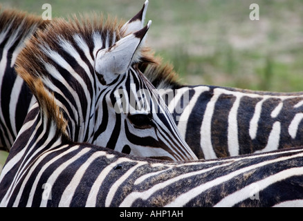 Grant s Zebra Cape May County Zoo New Jersey, USA Stock Photo