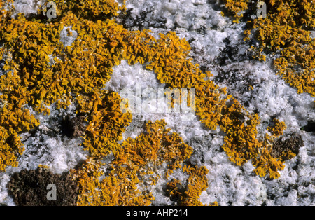 Textures gold lichens growing on white granite Stock Photo