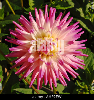 Small Semi-cactus Dahlia 'Ruskin Andrea' Stock Photo