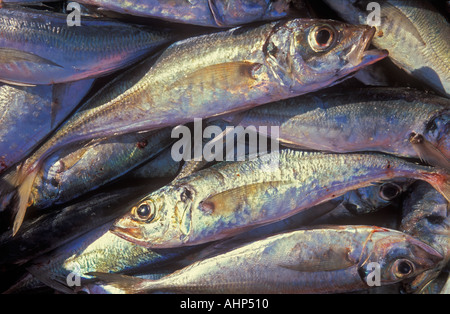 Fresh fish Algarve Portugal EU Europe Stock Photo