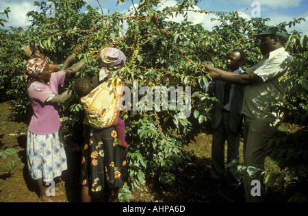 Picking coffee berries on an estate near Thika Kenya East Africa Stock Photo