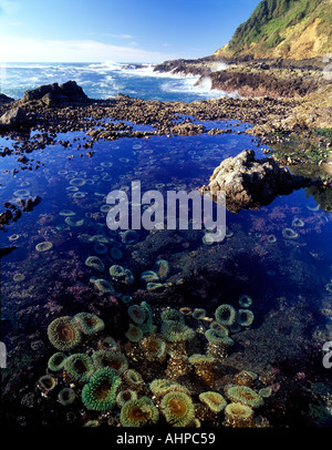 Sea anenomes on rocky shoreline at Cape Perpetua Oregon Stock Photo