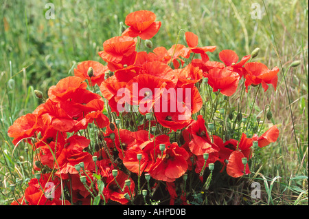 Cluster of Poppies Showing Various Stages from Buds to Seed heads Stock Photo