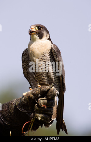 Peregrine Falco peregrinus sitting on gloved hand looking alert with nice blue sky background Stock Photo