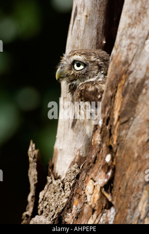 Little owl Athene noctua young bird looking out of nest hole Stock Photo