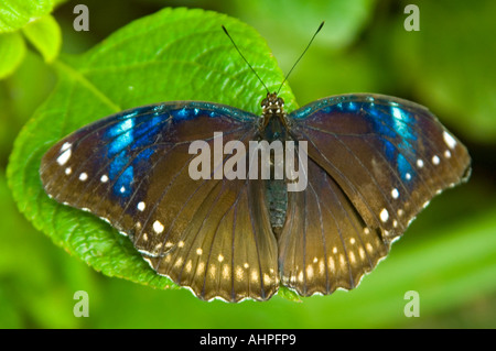 Horizontal close up of a Blue Morpho butterfly (morpho peleides) settled on a tropical leaf with it's wings open wide. Stock Photo