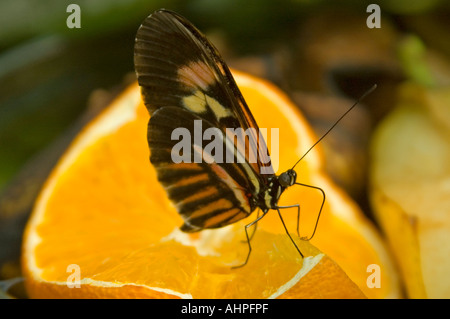 Horizontal close up of a small Postman Longwing butterfly "Heliconius Melpomene" feeding on an orange. Stock Photo