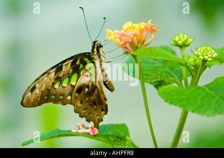 Horizontal close up of a Tailed Jay Butterfly [Graphium Agamemnon] feeding on a small pink and yellow flowers Stock Photo