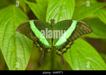 Horizontal close up of an iridescent Emerald Swallowtail butterfly [Papilio palinurus] with it's wings wide open resting on leaf Stock Photo