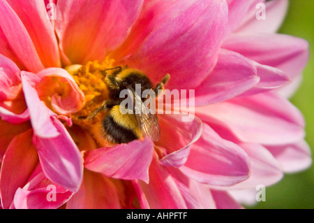 Horizontal close up of a big bumble bee 'Bombus' in the centre of a bright pink dahlia collecting nectar in the sunshine Stock Photo