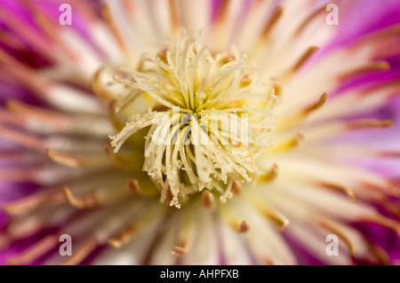 Horizontal macro close up of the central cream anthers of the Pink Cameo Clematis Stock Photo
