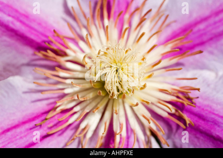 Horizontal macro close up of the central cream anthers of the Pink Cameo Clematis Stock Photo
