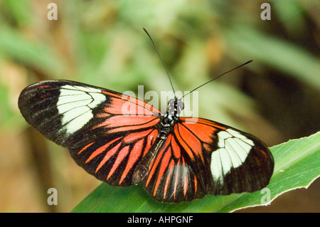 Close up of 'The Postman'  butterfly (Heliconius Melpomene) resting on a leaf. Stock Photo
