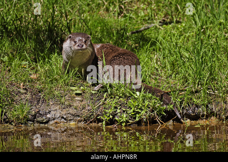 Fischotter (lutra aquatic) Stock Photo