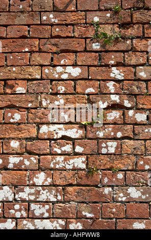 old weathered red brick wall dartmouth devon england europe uk Stock Photo