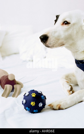 Dog sitting on bed with toys Stock Photo