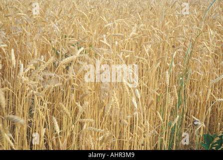 Close up of wheat field Stock Photo