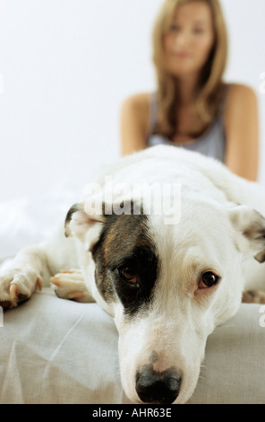 Dog lying in front of owner Stock Photo