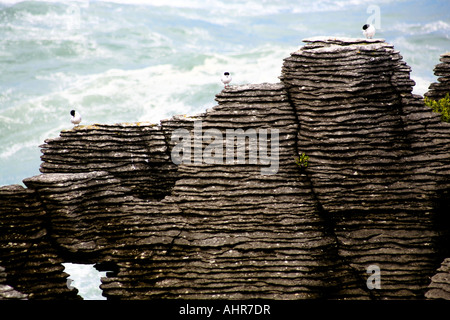 White fronted terns (Sterna Straita) rest on a limestone stack, Pancake Rocks, New Zealand Stock Photo