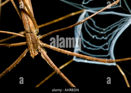 Ogre-faced spider (family Deinopidae) with web awating prey in the lowland tropical rainforests of Costa Rica. Stock Photo