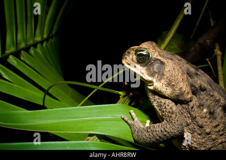 Cane toad (Rhinella marina), side view Stock Photo - Alamy