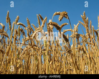Wheat ripening in the sun Stock Photo
