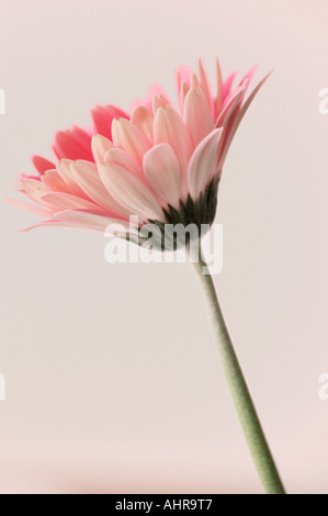 Pink Gerbera single flower Stock Photo
