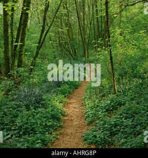 Narrow Winding Path Through Woods Stock Photo