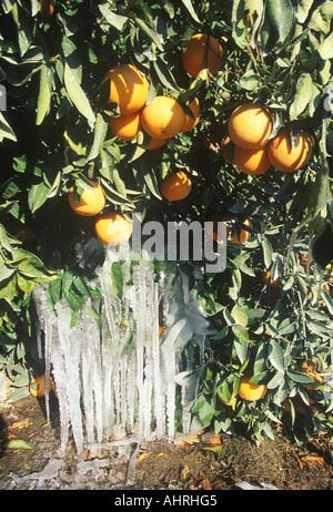 Icicles on an Orange Tree Cuyama California Stock Photo