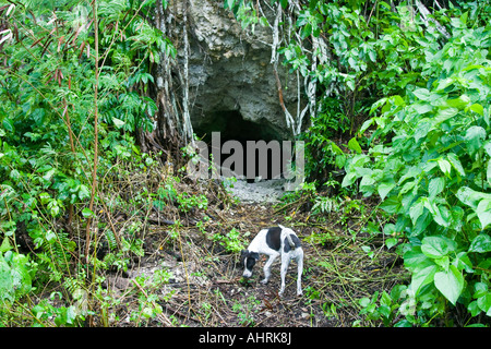 Entrance to Thousand Man Cave Japanese WWII War Relic Ruins Peleliu Palau Stock Photo