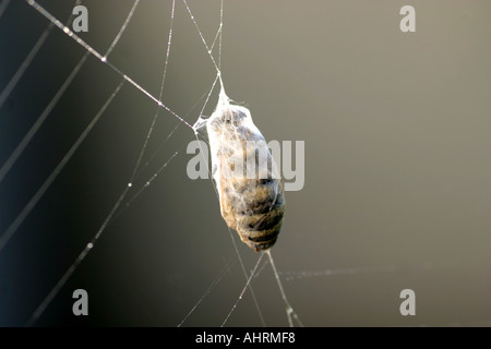bee wrapped up in a spider web Stock Photo
