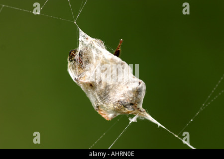 bee wrapped up in a spider web leg still sticking out Stock Photo