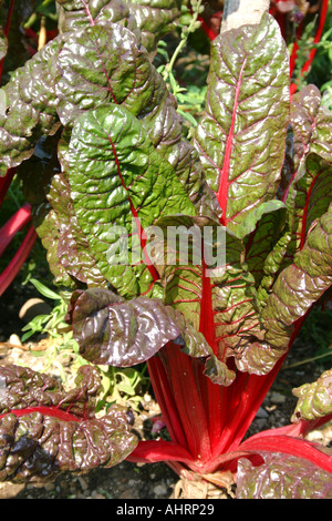 Red Mangold plant Beta vulgaris Ringo var cicla Stock Photo