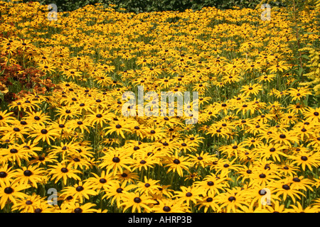 masses of yellow Rudbeckia fulgida in flower bed at Muenchen Federal Garden Exhibition Show 2005 Munich Bavaria Germany Stock Photo