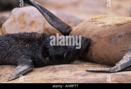 South African Cape fur seal pup suckling, Arctocephalus pusillus, Cape Cross breeding colony, Namibia Stock Photo