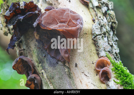 Jew's Ear fungus - Auricularia Auricula - Judae growing on Silver Birch Tree Stock Photo