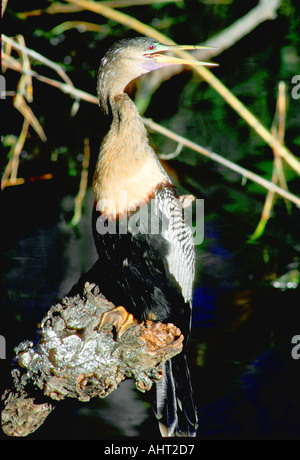 Female Anhinga Everglades National Park Florida Stock Photo