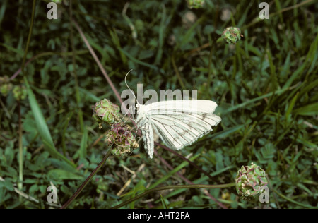 Black-veined Moth Siona lineata Kent UK Stock Photo